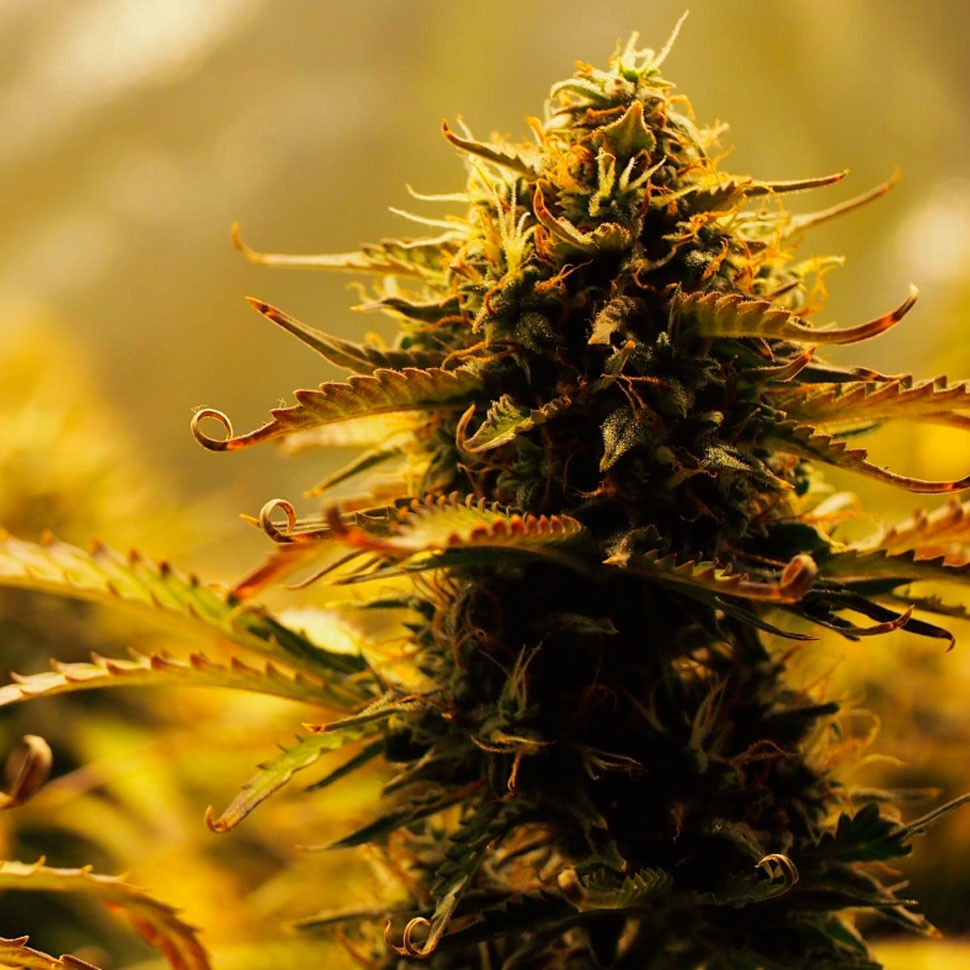 Семена конопли  Jack 47 feminised Ganja Seeds