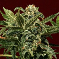Jet 47 feminised Ganja Seeds 
