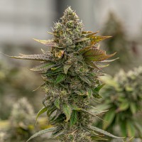 Auto Skywalker OG feminised Ganja Seeds