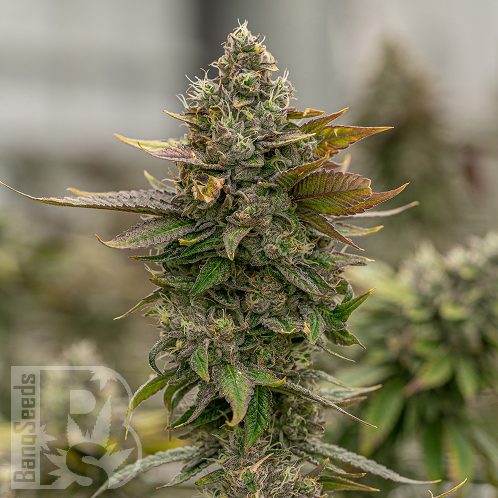 Семена марихуаны  Auto Skywalker OG feminised Ganja Seeds