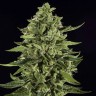 магазин семян конопли купить Auto Skywalker OG feminised Ganja Seeds магазин семян конопли купить Auto Skywalker OG feminised Ganja Seeds