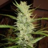 купить семена конопли медицинской Super Lemon Haze feminised купить семена конопли медицинской Super Lemon Haze feminised