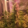 купить семена конопли f1 в оригинальной упаковке Lemon Kush reg купить семена конопли f1 в оригинальной упаковке Lemon Kush reg