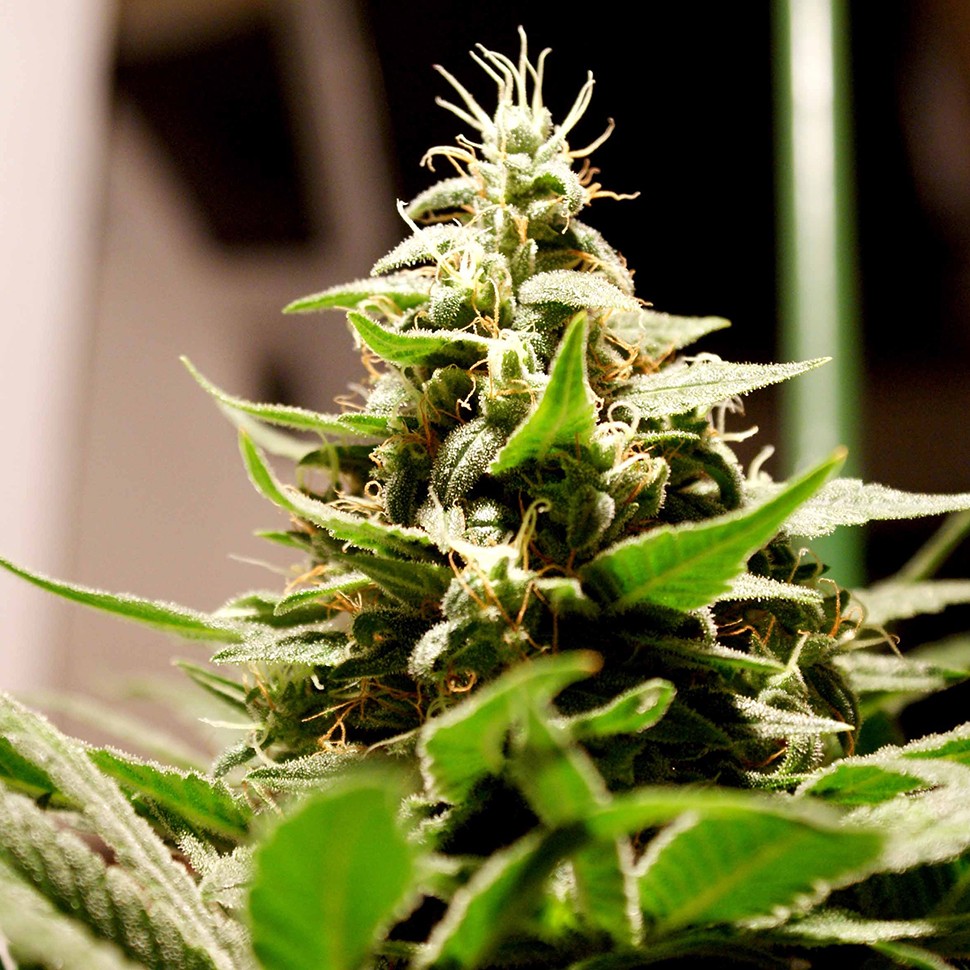 Семена конопли  Lennon feminised Ganja Seeds