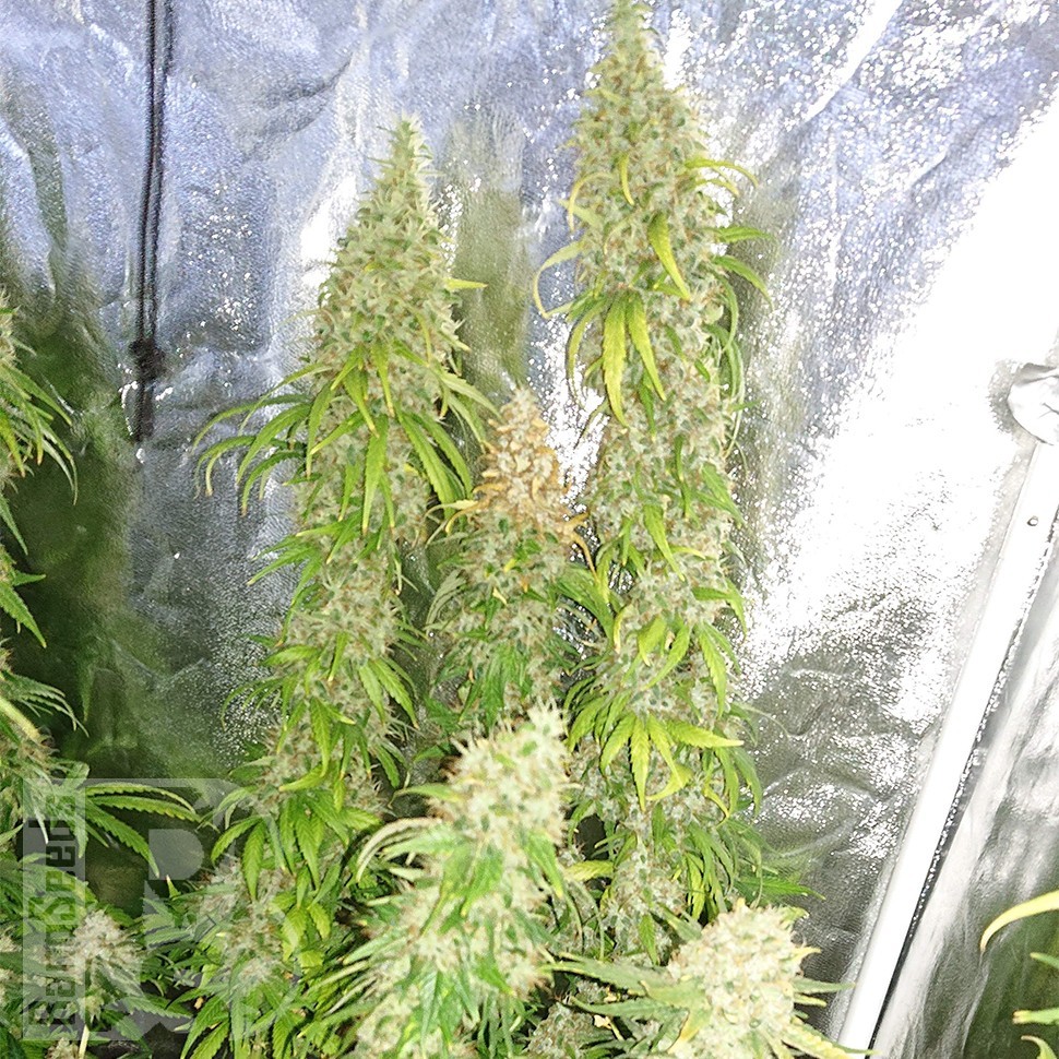 Семена конопли  Lennon feminised Ganja Seeds Семена конопли  Lennon feminised Ganja Seeds