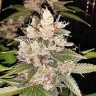 конопля семена сорта заказать Sour Diesel feminised конопля семена сорта заказать Sour Diesel feminised