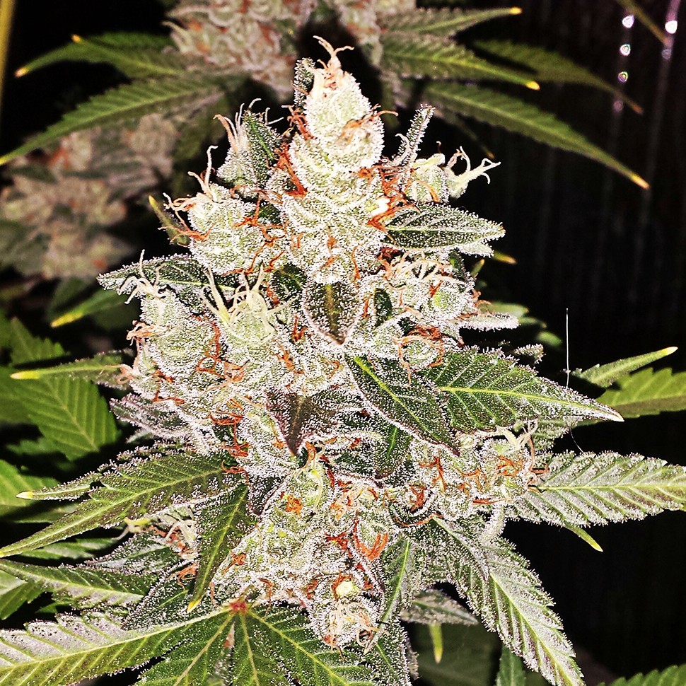 Семена марихуаны  Sour Diesel feminised Ganja Seeds