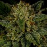 Семена марихуаны  Sour Diesel feminised Ganja Seeds Семена марихуаны  Sour Diesel feminised Ganja Seeds