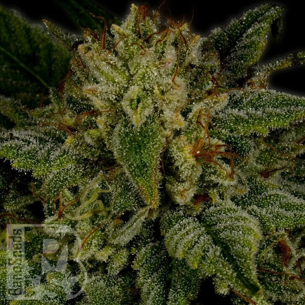 Семена марихуаны  Sour Diesel feminised Ganja Seeds Семена марихуаны  Sour Diesel feminised Ganja Seeds