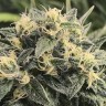 Семена марихуаны  Sour Diesel feminised Ganja Seeds Семена марихуаны  Sour Diesel feminised Ganja Seeds