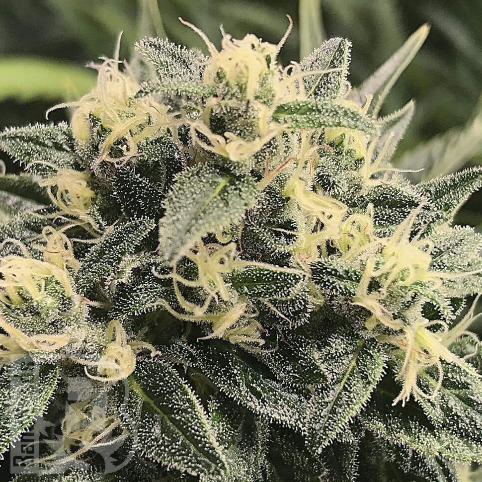 Семена марихуаны  Sour Diesel feminised Ganja Seeds Семена марихуаны  Sour Diesel feminised Ganja Seeds