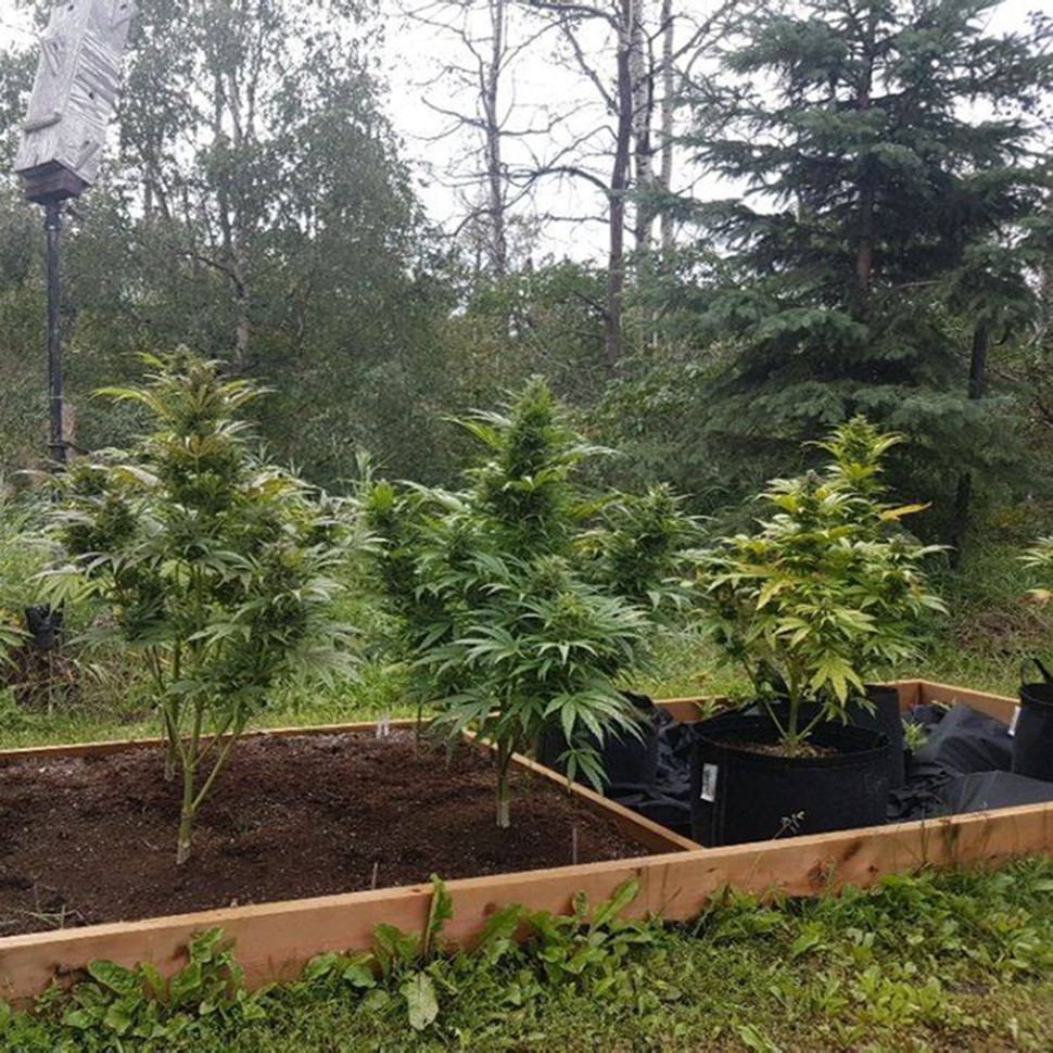 Семена марихуаны  Original Afghani #1 regular Ganja Seeds