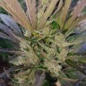 купить семена конопли для выращивания Original afghani1 reg купить семена конопли для выращивания Original afghani1 reg