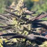 Семена марихуаны  Original Afghani #1 regular Ganja Seeds Семена марихуаны  Original Afghani #1 regular Ganja Seeds