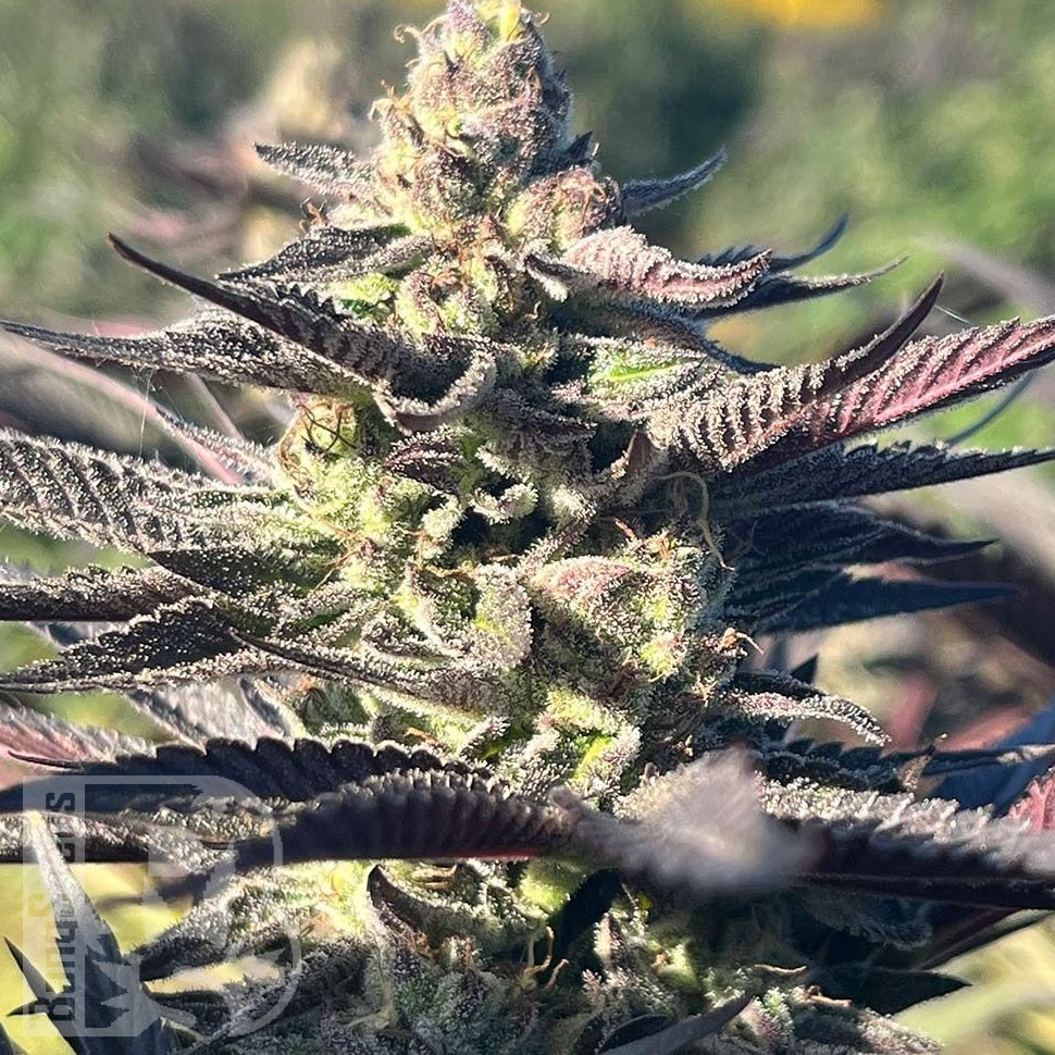 Семена марихуаны  Original Afghani #1 regular Ganja Seeds Семена марихуаны  Original Afghani #1 regular Ganja Seeds