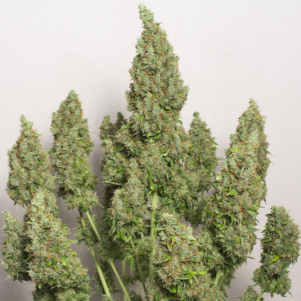 Семена каннабиса  Auto Issyk feminised Bang Seeds