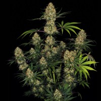 Ungurtas feminised Bang Seeds