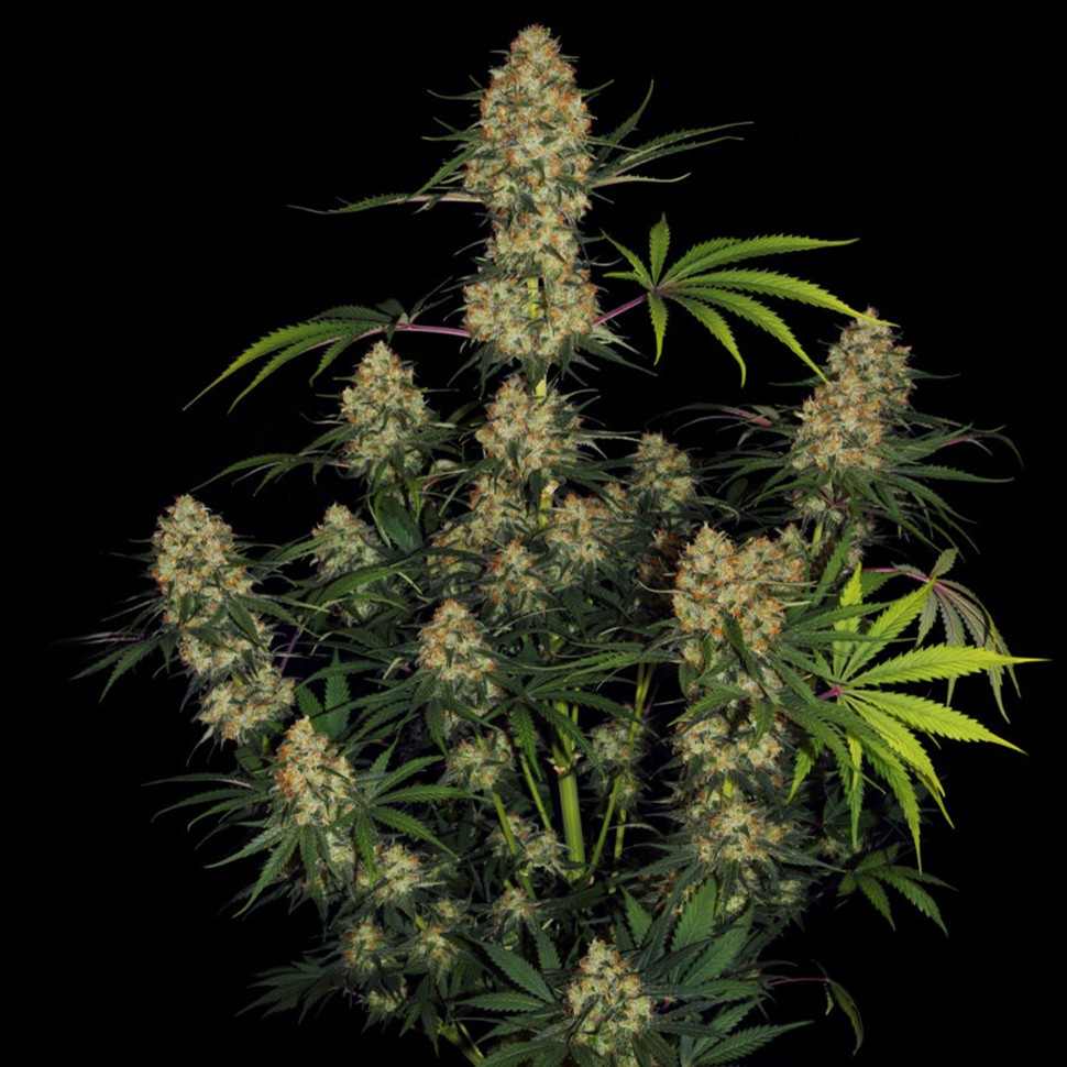 Семена марихуаны  Ungurtas feminised Bang Seeds