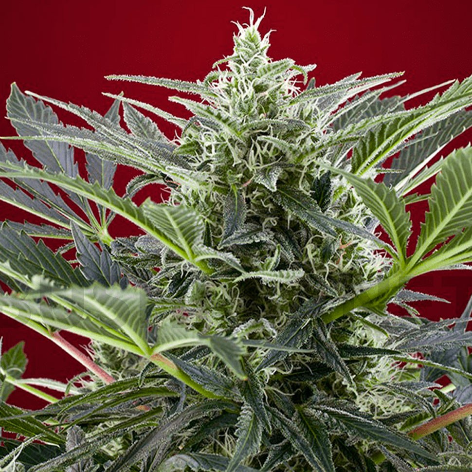 Семена  Cream 47 feminised Fast Version Ganja Seeds