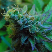 Jock Horror feminised Ganja Seeds