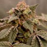 Jock Horror feminised Ganja Seeds Jock Horror feminised Ganja Seeds