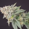 Jock Horror feminised Ganja Seeds Jock Horror feminised Ganja Seeds