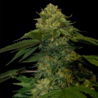 Holy Grail feminised Ganja Seeds