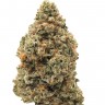 заказать семена конопли почтой Holy Grail feminised Ganja Seeds заказать семена конопли почтой Holy Grail feminised Ganja Seeds