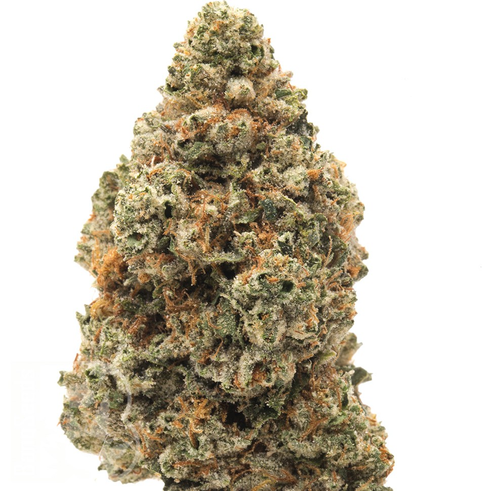 заказать семена конопли почтой Holy Grail feminised Ganja Seeds заказать семена конопли почтой Holy Grail feminised Ganja Seeds