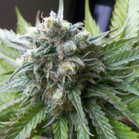 Super Critical Kali Haze feminised Ganja Seeds