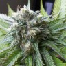 купить семена конопли для выращивания Super Critical Kali Haze feminised купить семена конопли для выращивания Super Critical Kali Haze feminised