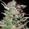 Семена каннабиса  Super Critical Kali Haze feminised Ganja Seeds Семена каннабиса  Super Critical Kali Haze feminised Ganja Seeds