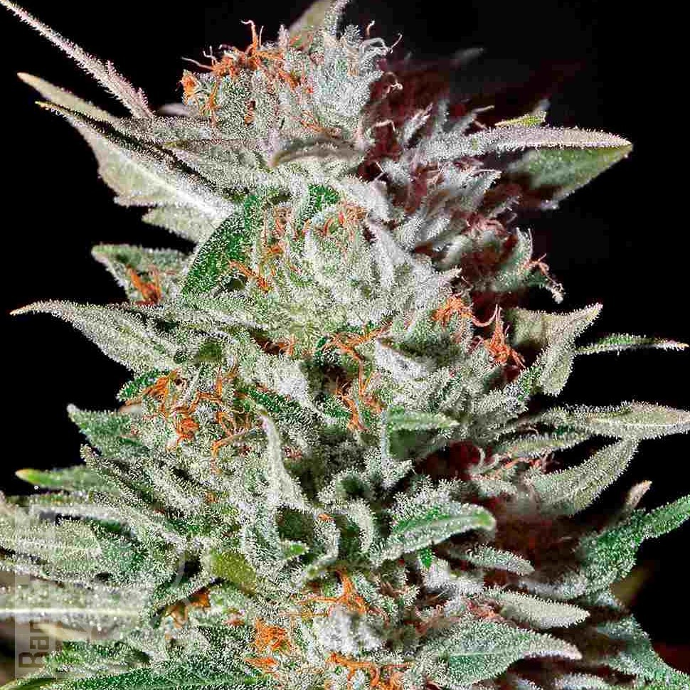 Семена каннабиса  Super Critical Kali Haze feminised Ganja Seeds Семена каннабиса  Super Critical Kali Haze feminised Ganja Seeds
