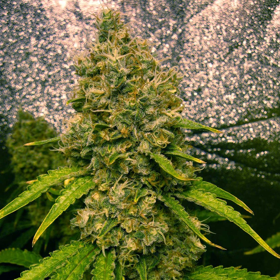 Семена конопли  Auto Jasybay feminised Bang Seeds