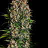 Семена  Big Devil feminised Ganja Seeds Семена  Big Devil feminised Ganja Seeds