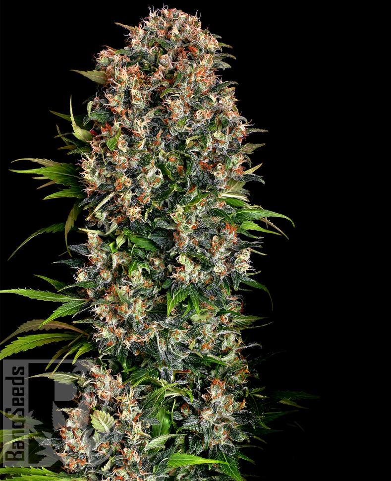 Семена  Big Devil feminised Ganja Seeds Семена  Big Devil feminised Ganja Seeds