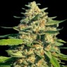 Семена ганжа  Cream Caramel feminised Fast Version Ganja Seeds Семена ганжа  Cream Caramel feminised Fast Version Ganja Seeds