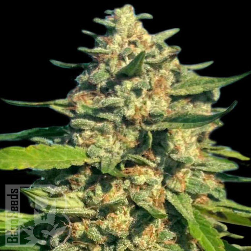 Семена ганжа  Cream Caramel feminised Fast Version Ganja Seeds Семена ганжа  Cream Caramel feminised Fast Version Ganja Seeds