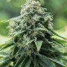 Семена ганжа  Cream Caramel feminised Fast Version Ganja Seeds Семена ганжа  Cream Caramel feminised Fast Version Ganja Seeds