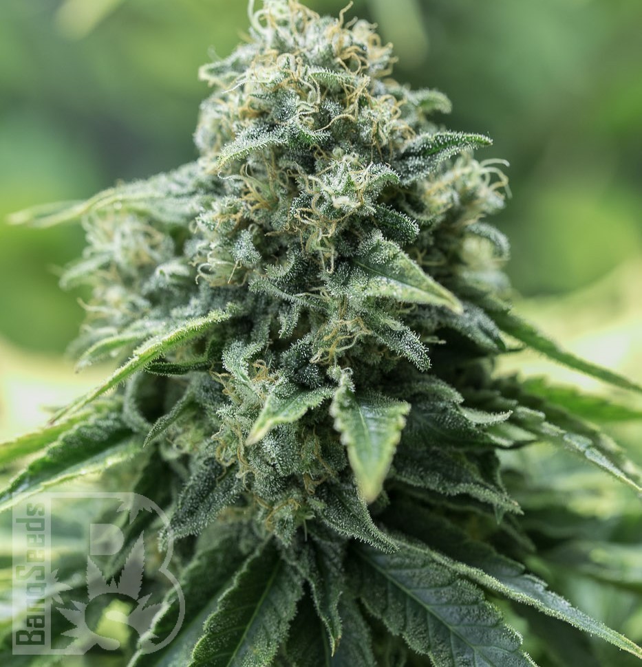 Семена ганжа  Cream Caramel feminised Fast Version Ganja Seeds Семена ганжа  Cream Caramel feminised Fast Version Ganja Seeds