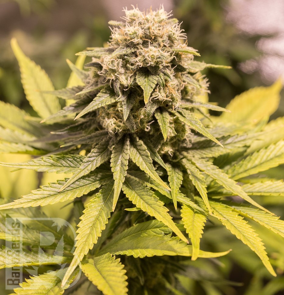 Семена ганжа  Cream Caramel feminised Fast Version Ganja Seeds Семена ганжа  Cream Caramel feminised Fast Version Ganja Seeds