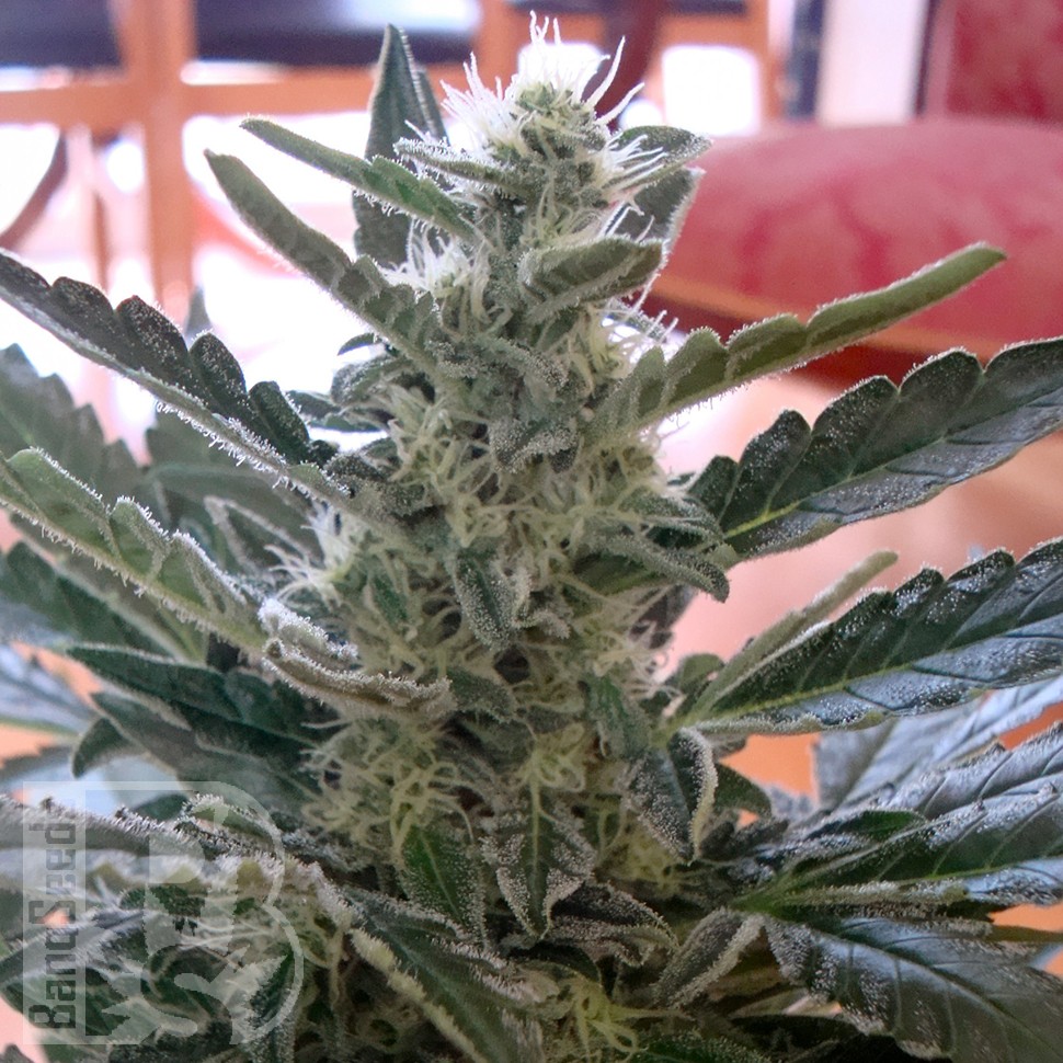 Семена конопли  Auto Moby Dick feminised Ganja Seeds