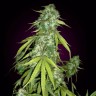 Семена конопли  Auto Moby Dick feminised Ganja Seeds Семена конопли  Auto Moby Dick feminised Ganja Seeds