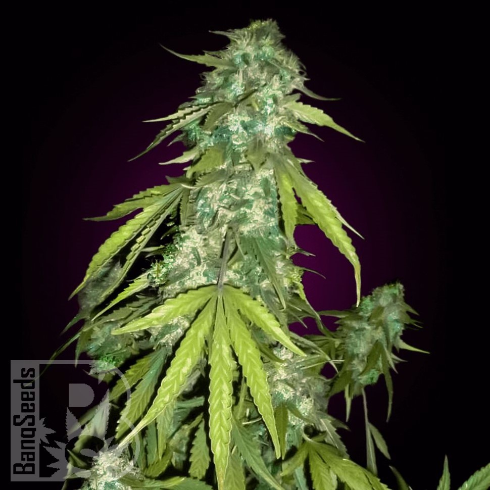 Семена конопли  Auto Moby Dick feminised Ganja Seeds Семена конопли  Auto Moby Dick feminised Ganja Seeds