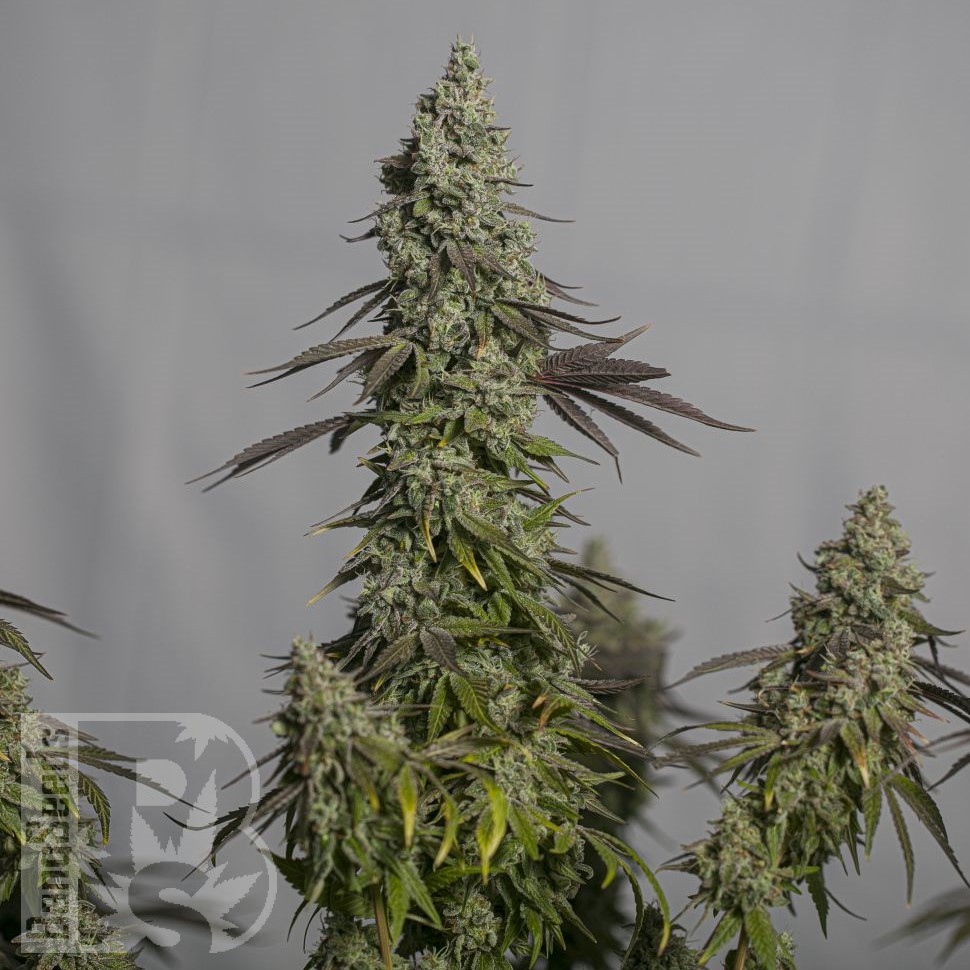 Семена конопли  Auto Moby Dick feminised Ganja Seeds Семена конопли  Auto Moby Dick feminised Ganja Seeds