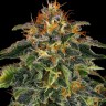Семена конопли  Auto Moby Dick feminised Ganja Seeds Семена конопли  Auto Moby Dick feminised Ganja Seeds