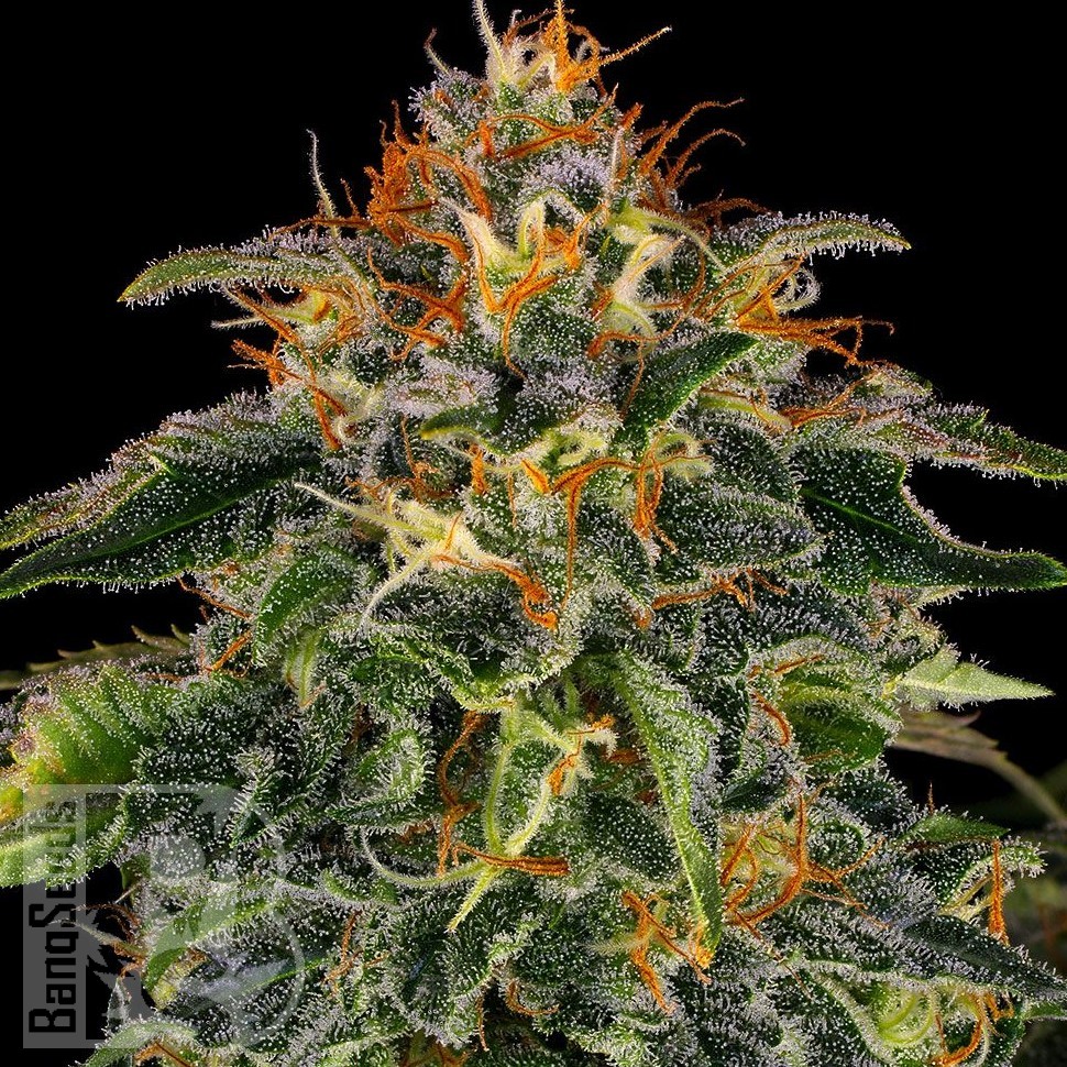 Семена конопли  Auto Moby Dick feminised Ganja Seeds Семена конопли  Auto Moby Dick feminised Ganja Seeds