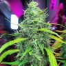 Семена конопли  Auto Moby Dick feminised Ganja Seeds Семена конопли  Auto Moby Dick feminised Ganja Seeds
