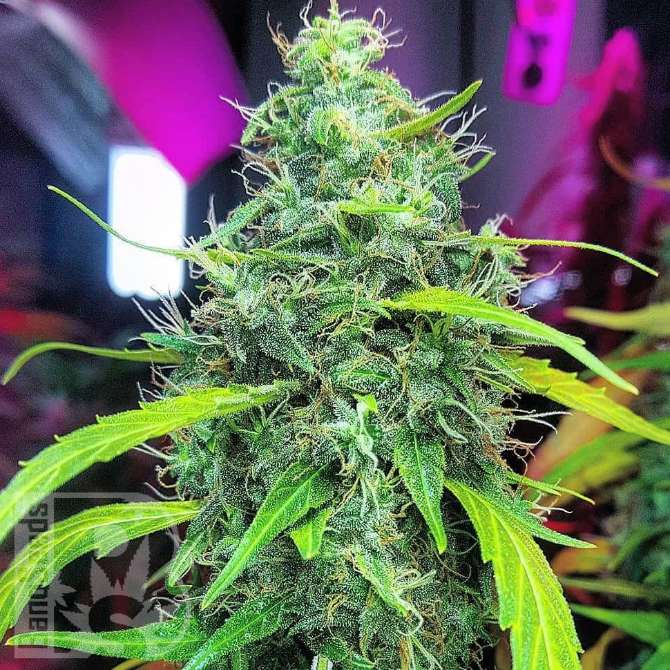 Семена конопли  Auto Moby Dick feminised Ganja Seeds Семена конопли  Auto Moby Dick feminised Ganja Seeds