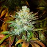 Семена конопли  Auto Moby Dick feminised Ganja Seeds Семена конопли  Auto Moby Dick feminised Ganja Seeds